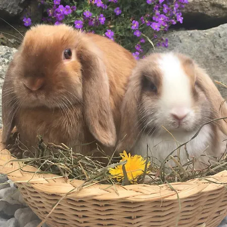 Hof Hintererb Фермерский дом Кицбюэль