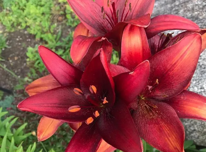 Hof Hintererb Farm stay Kitzbuhel