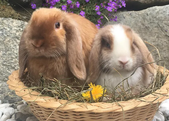 Hof Hintererb Farm stay Kitzbuhel